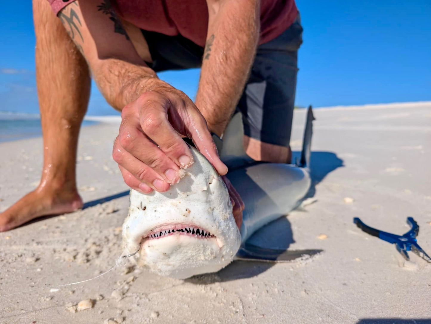 Cast Out Shark Fishing Trip | Navarre, FL to Perdido Key, FL